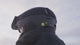 Salomon Brigade Mips Helmet